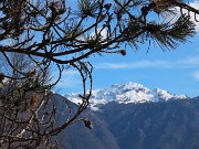23 Pino mugo in primo piano Alben innevato sullo sfondo